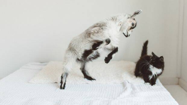 The goats had eaten the carpet and curtains. Photo: Stocksy

