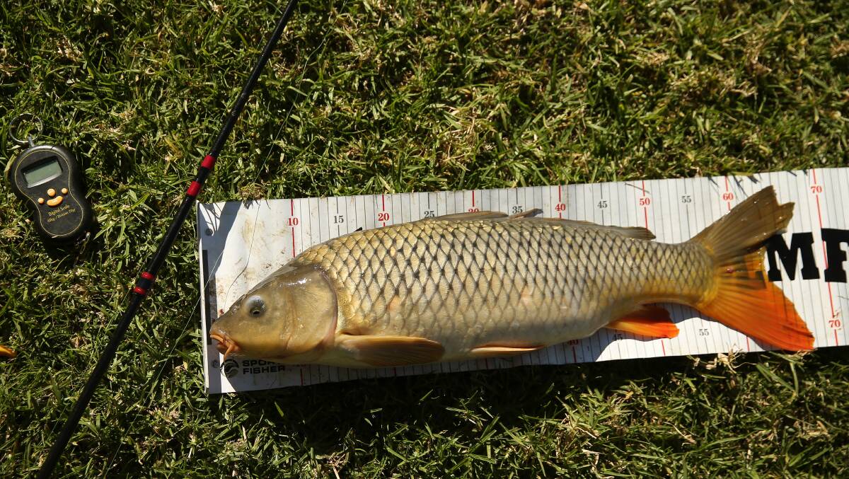 Mick's first catch of the day, a carp measuring nearly 70cm. 