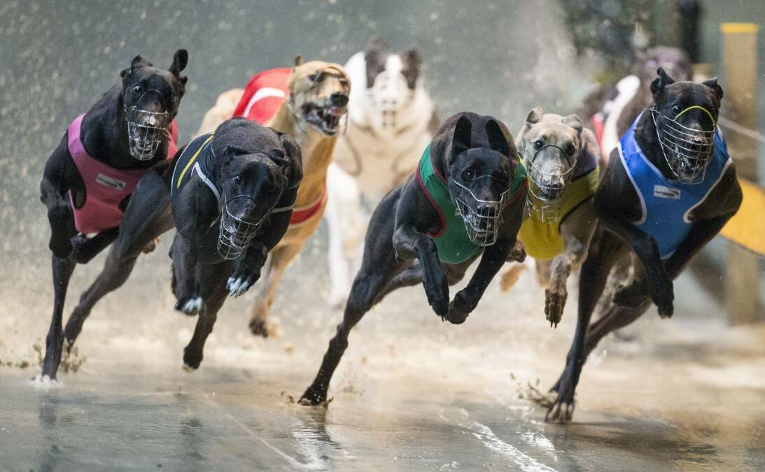 DOG DAYS: The NSW government's ban on greyhound racing continues to warrant a reaction from Southern Cross readers.