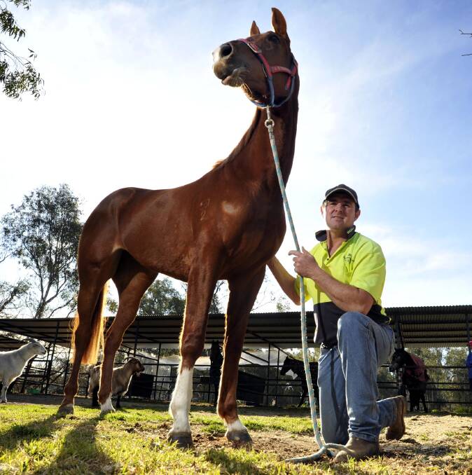 MIRACLE FILLY: Wagga trainer Trevor Sutherland with Spare Parts at his Wagga stable on Tuesday. The filly was born with a fifth leg. Picture: Les Smith
