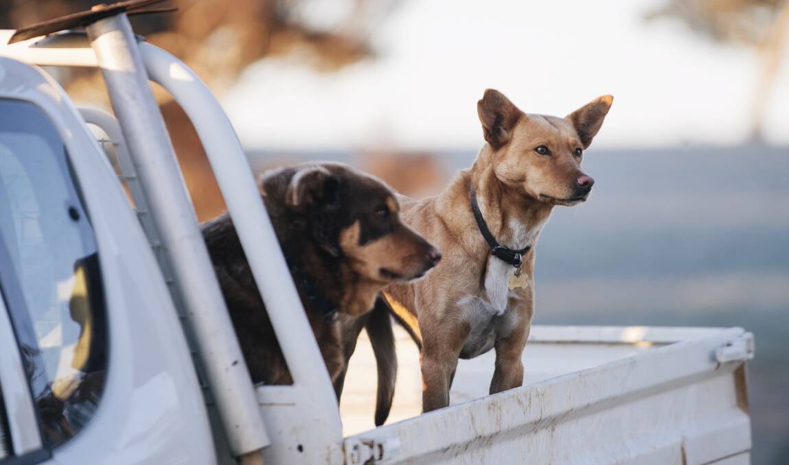 A dog on the back of a ute is as Australian as lamingtons or Vegemite, but extreme may do your best friend far more harm than good, according to one letter writer.