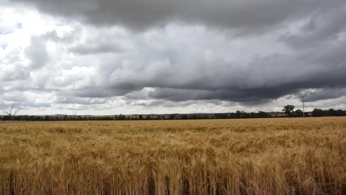 THREATENING: Rain clouds over a Junee wheat crop just before more rain fell on Friday. Picture: Ken Grimson