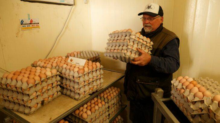 NCH Weekender. Papanui Open Range Eggs farm in Merriwa NSW promote a 'true' freerange model for their chicken farm. They use busses converted into mobile chicken coups to move the birds around their farm, following behind the beef cattle they also run. Pic shows owner Mark Killen with eggs in the packing shed. Picture: Max Mason-Hubers MMH
