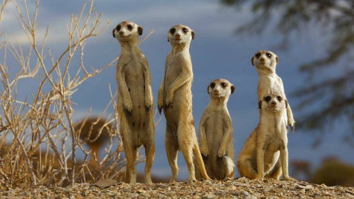 Inquisitive meerkats were a highlight. Photo: Heinrich van den Berg