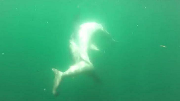 The tiger shark makes its move on the hammerhead  Photo: Youtube: Ryan Willsea