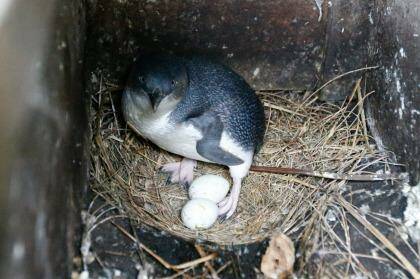 An adult little penguin sits on eggs inside a nestbox on Montague Island. Photo: Peter Rae