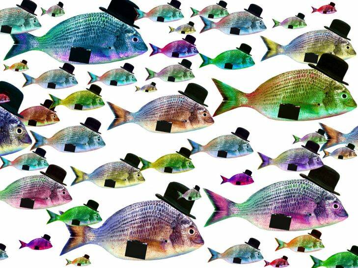 Fish 020313 photo illustration Greg Newington ***FIRST USE AFR PLSx3Ex3ECOLOUR USE ONLY PLS SEE GREG**** generic small business, school, big fish small pond, outsourcing.
***afrphotos.com***
