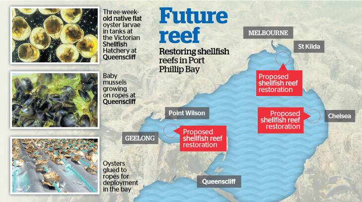 "Shellfish reefs have often been called ecosystem engineers," says Dr Paul Hamer.
