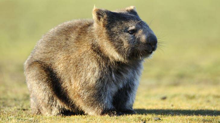 A message to you: The wombats are not listening.