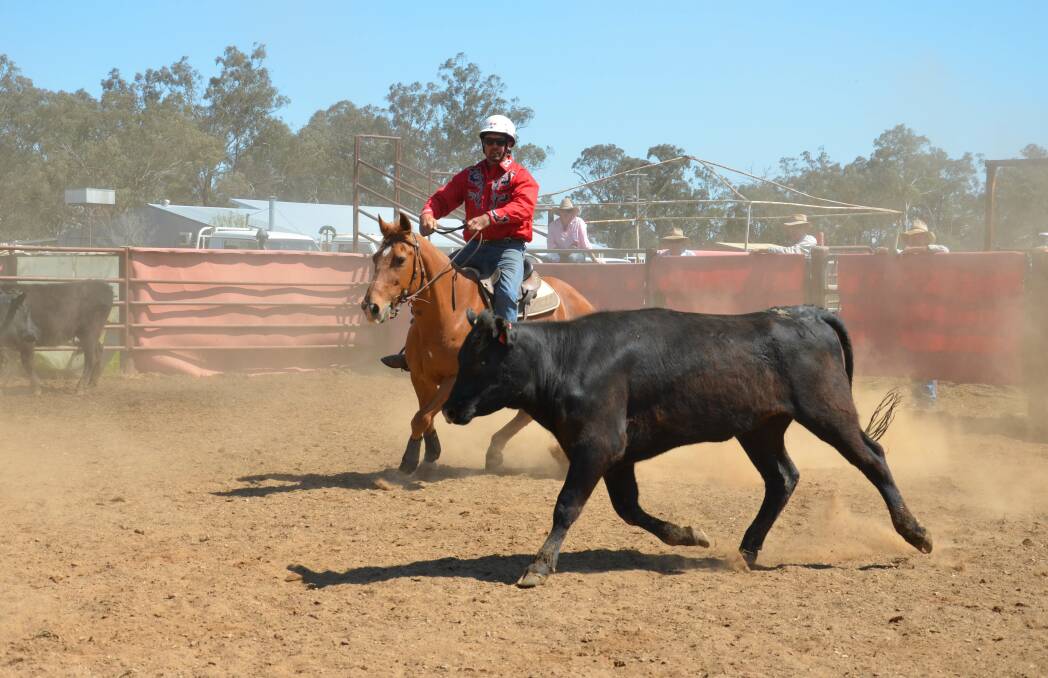 Jeremy Hogg on Linx rounds up a beast before competing in the Illabo Campdraft. Picture: Declan Rurenga