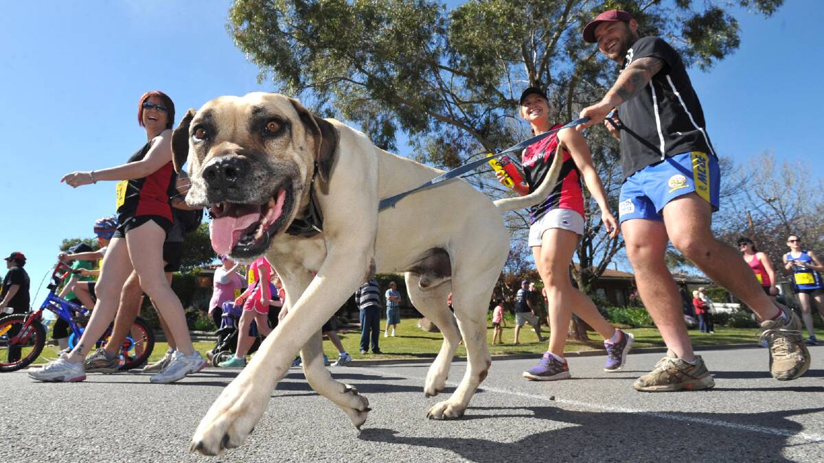 Boss the dog takes his owners Grant Bruce and Steph Brown for a walk during the Lake to Lagoon fun run. Picture: The Daily Advertiser