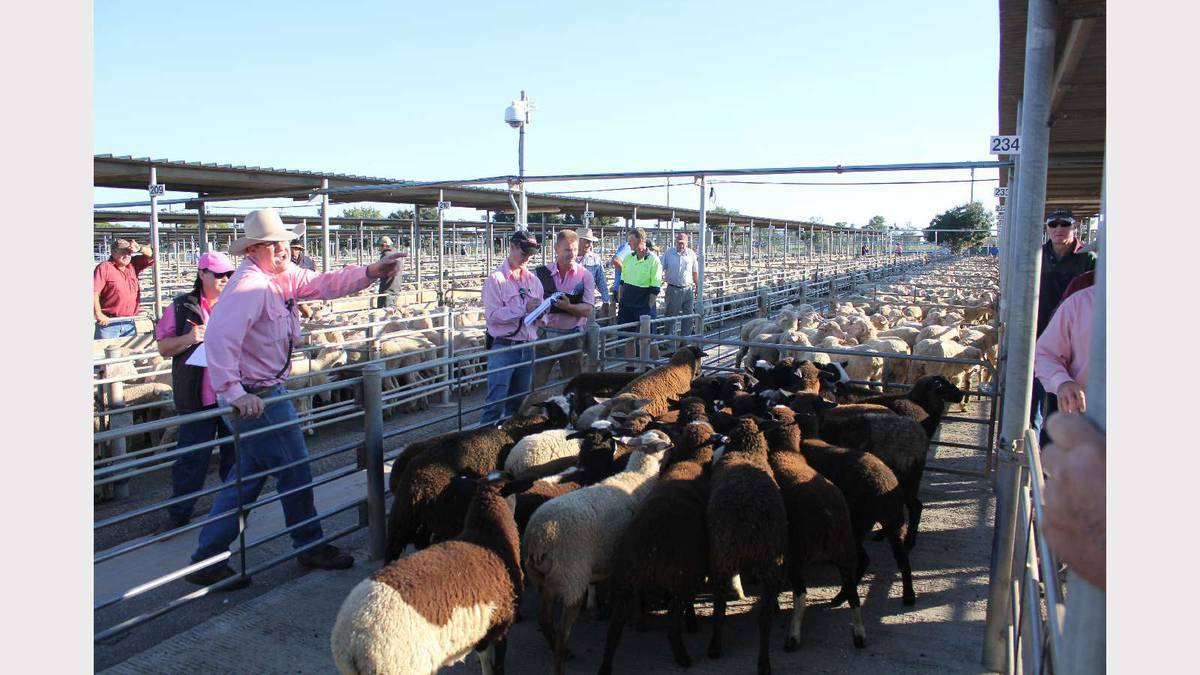 Markets get underway in Wagga. Picture: The Rural