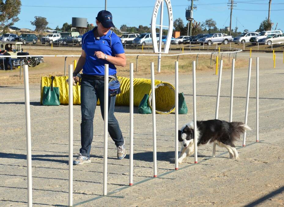 Dog trainer Chontel Barber watches as Tiernan navigates the obstacle course. Picture: Declan Rurenga