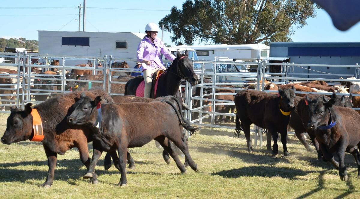 Lauren Exton and Tigger from Coolamon in the team penning event. Picture: Declan Rurenga
