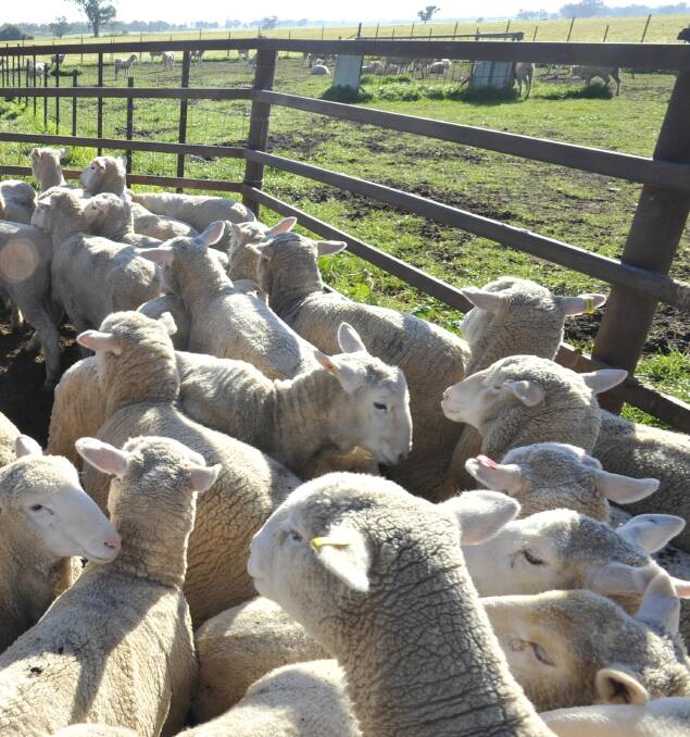 RURAL CRIME: Merino ewes have possibly been stolen from a Eurongilly property. Picture: Rural crime file image