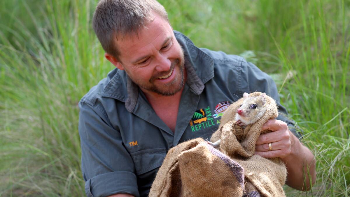 Aussie Ark managing director Tim Faulkner with a quoll. Picture supplied