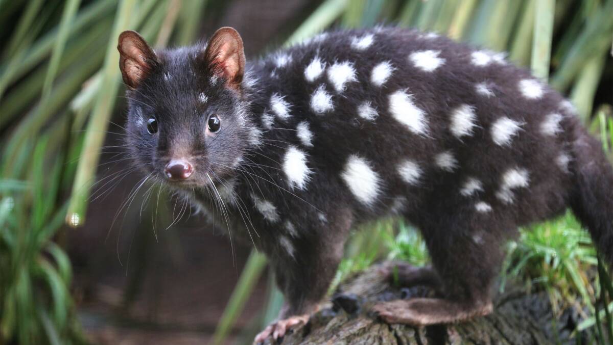 The eastern quoll has not been seen in the wild on the Australian mainland for 50 years. Picture supplied