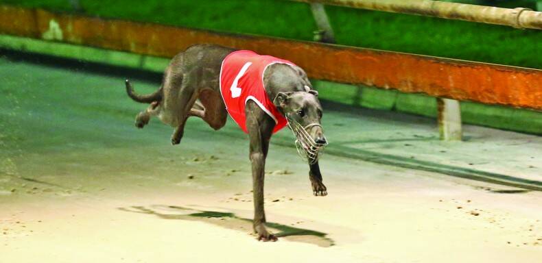 CONTENDER: Sherbini will be one of three representatives of Peter Sims in the Leo Hartley Memorial (525m) at Wagga on Friday night. Picture: The Greyhound Recorder