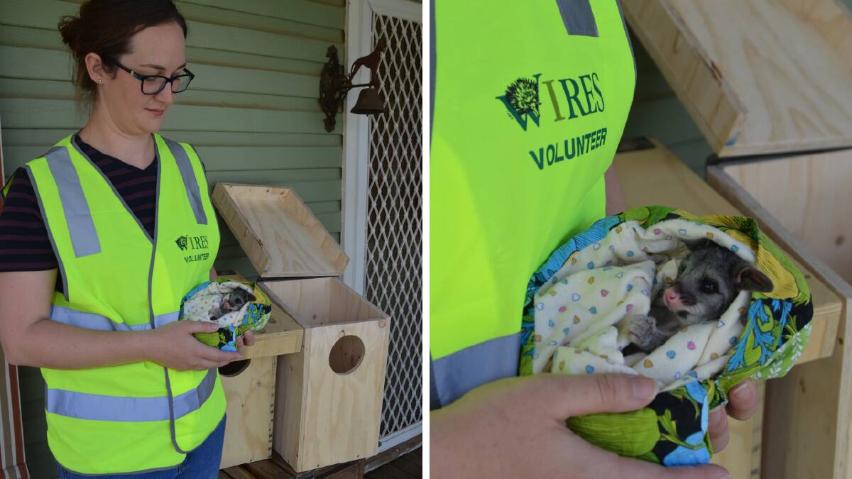 Junee WIRES worker Ellen Kemp with an orphaned possum. The wooden wildlife boxes can be seen behind her. Pictures: supplied
