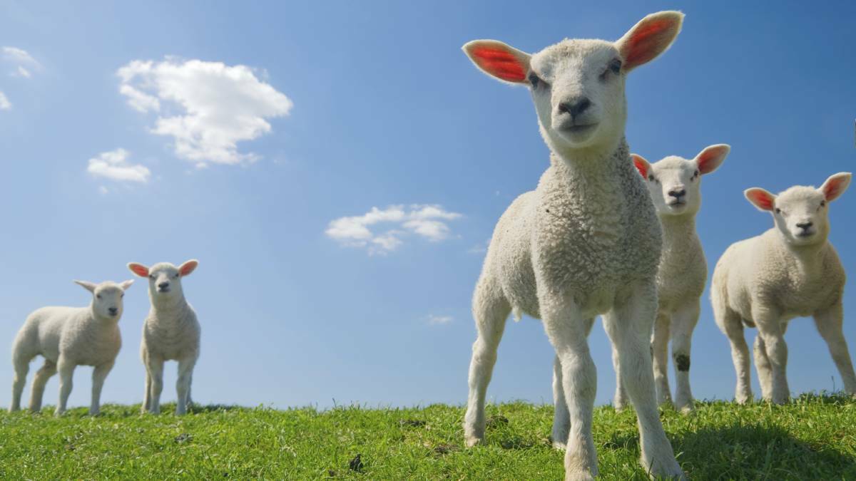 Warning issued to sheep graziers as last weeks of winter approach
