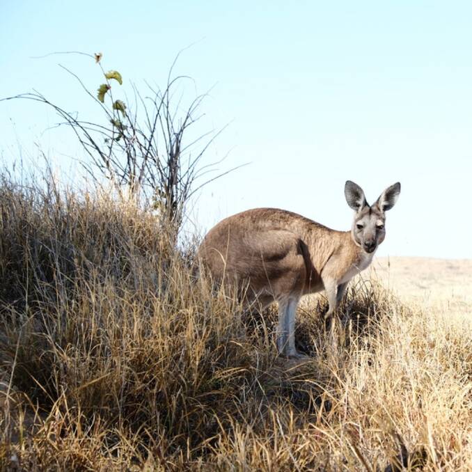 Bethungra farmer Ashley Hermes says it's obvious the town has a "serious kangaroo problem at the moment".
