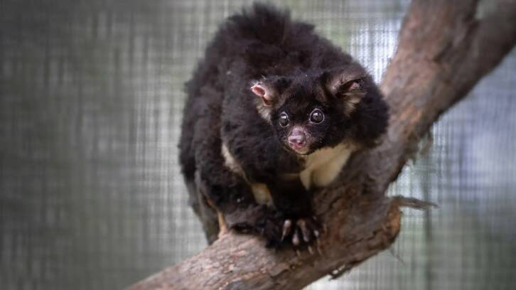 The greater glider was recently added to the Threatened Species list. Picture by John Moore