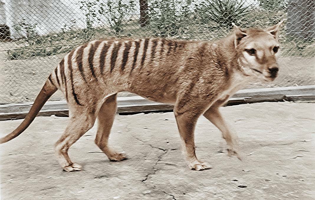 Scientists say Tasmanian tigers could be reintroduced into Tasmania within 10 years. Picture supplied by National Film and Sound Archive.