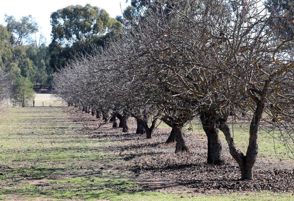 Landholders invited to collect free trees
