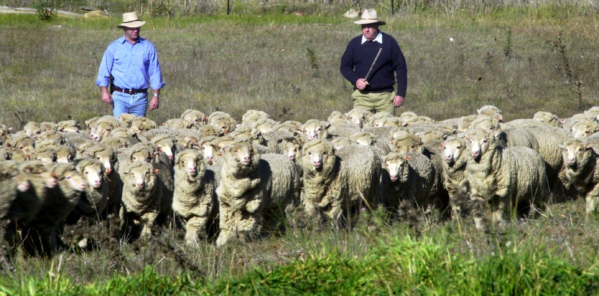 Protecting farms: Sheep rustling. Picture: Andrew Campbell 