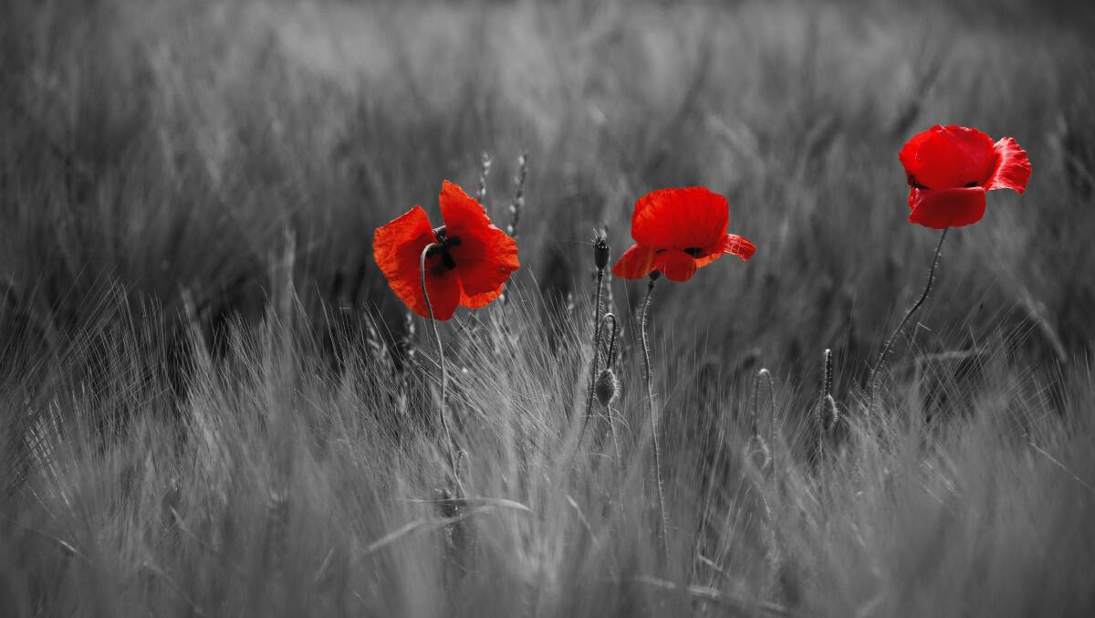 SYMBOL: Red poppies became a symbol of remembrance and are worn in honour of the fallen at Remembrance Day.