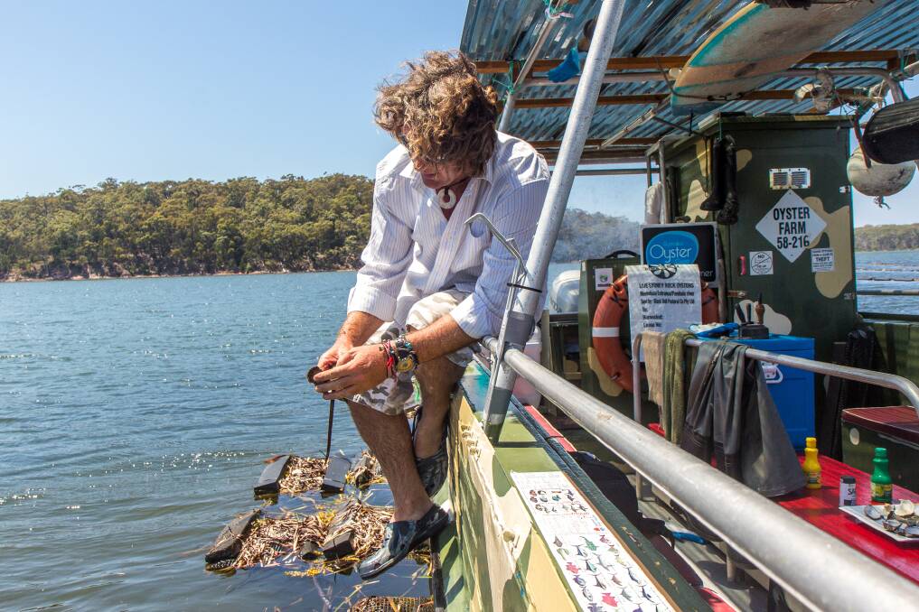 Captain Sponge takes an oyster tour at Merimbula in NSW.
