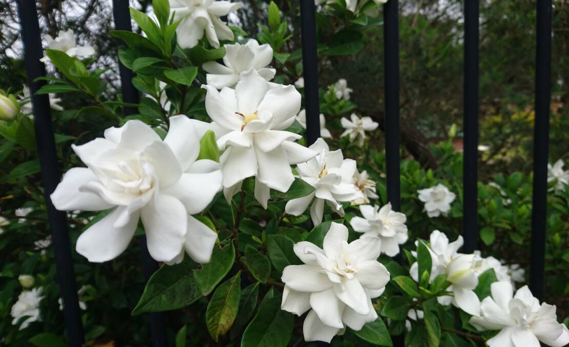 One of the most stunning perfumed plants of summer is the gardenia. Picture: Shutterstock.