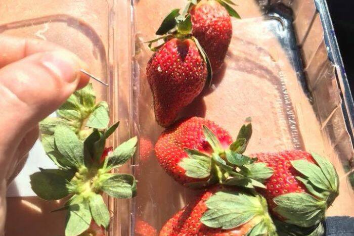 CONTAMINATED: A disgruntled ex-employee is believed to have contaminated 'Berry Obsession’ and ‘Berry Licious' brands of strawberries. Picture: Joshua Gane via Facebook