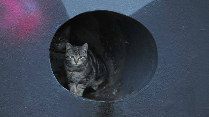 Should we be shooting feral cats to protect the Riverina's biodiversity?