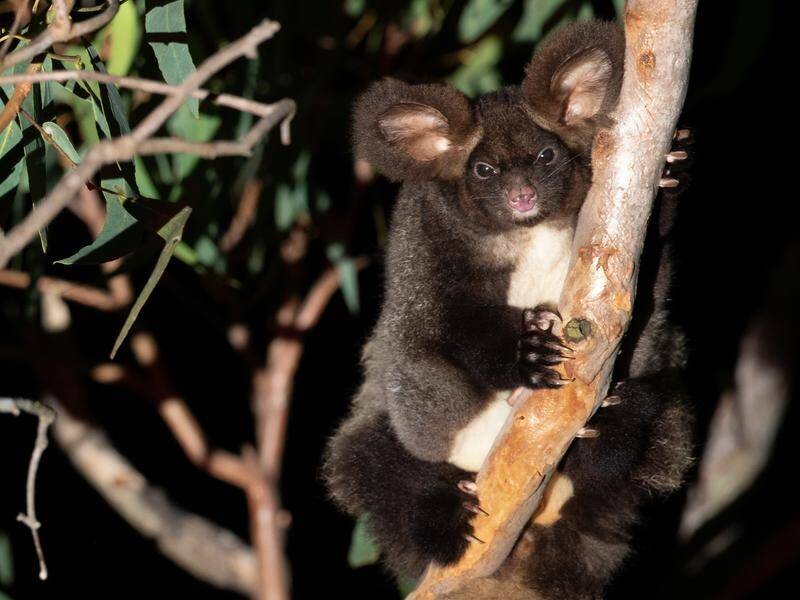 The Greater Glider is among more than 2000 species and ecosystems listed as endangered in Australia. (HANDOUT/WWF AUSTRALIA)