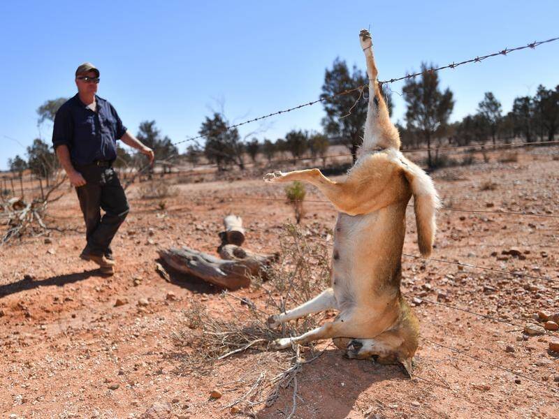 Wild dogs are threatening the livelihoods of drought-stricken farmers in western NSW.