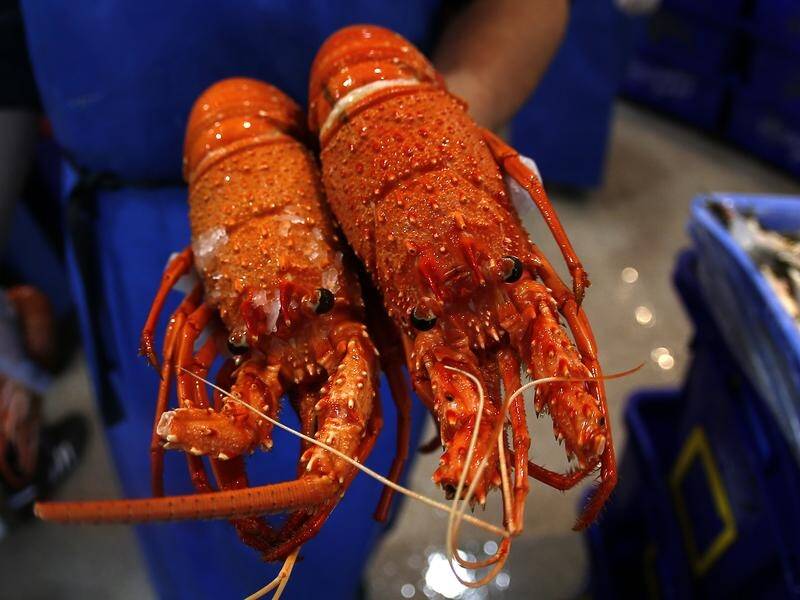 SA Premier Peter Malinauskas hopes his trip to China will help lift trade restrictions on lobsters. (Daniel Munoz/AAP PHOTOS)
