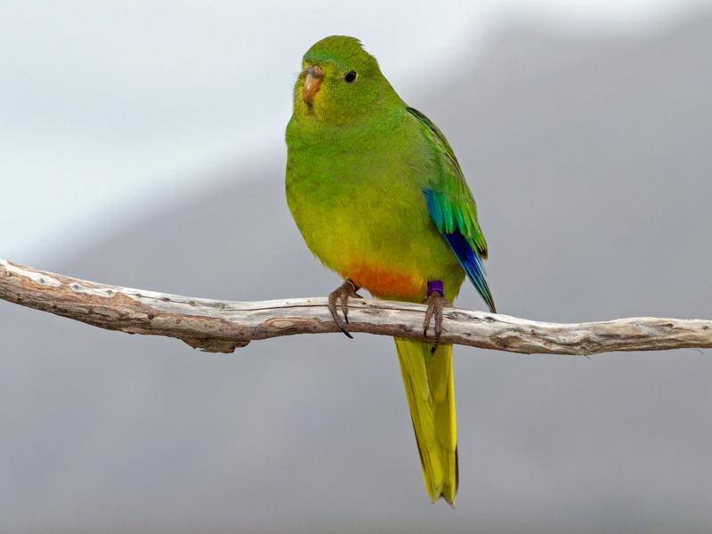 Dozens of endangered orange-bellied parrots have been released into the wild in Victoria.