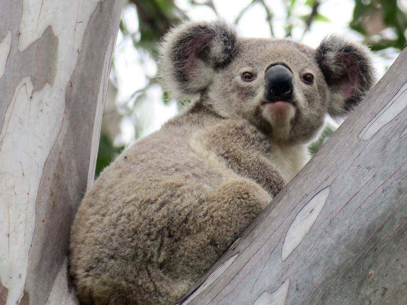 Green groups warn there won't be any koalas left in Queensland if deforestation continues. (PR HANDOUT IMAGE PHOTO)