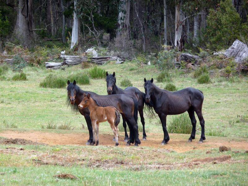 The NSW government has backflipped on a plan to cull thousands of Snowy Mountains brumbies.