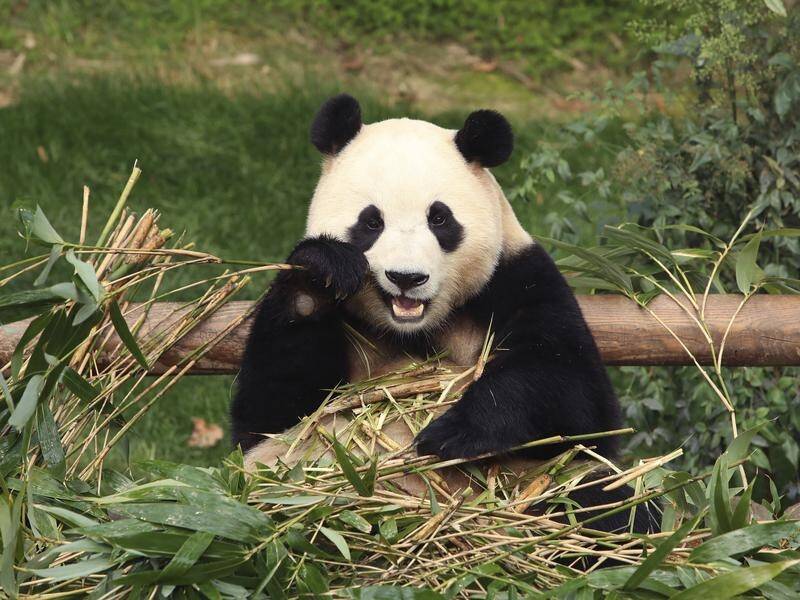 Fu Bao, the first giant panda born in South Korea, is being sent to China. (AP PHOTO)