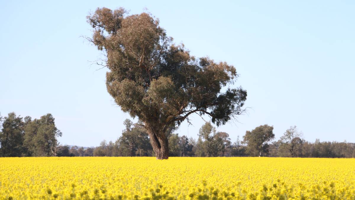 COLOURFUL CROP: The canola fields surrounding Junee are in full bloom, creating a sea of yellow as far as the eye can see. Picture: Jessica McLaughlin