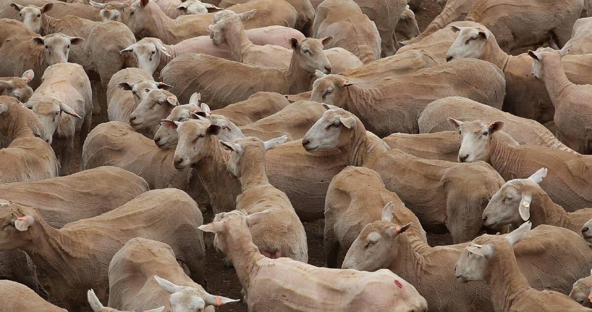 More than forty lambs stolen from Temora property