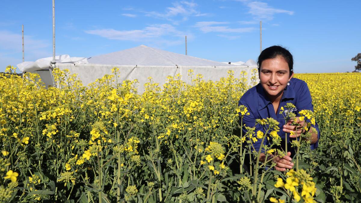 Rajneet Uppal inspects canola plants as part of a GAPP field trial to boost benefits from time of sowing recommendations which could help reduce frost impacts on yield. Picture: Contributed