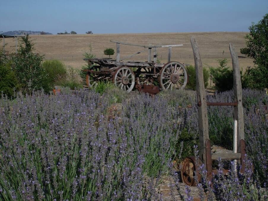 Rustique Lavender Farm.
